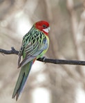 Eastern rosella | Kākā uhi whero. Adult female. Urambi Hills Reserve, Australian Capital Territory, May 2020. Image © Glenn Pure 2020 birdlifephotography.org.au by Glenn Pure.