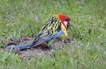 Eastern rosella | Kākā uhi whero. Feeding on the lawn in the garden. Mission Heights, Flatbush, Auckland, January 2016. Image © Marie-Louise Myburgh by Marie-Louise Myburgh.