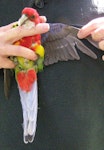 Eastern rosella | Kākā uhi whero. Adult female in hand showing underwing. Birkenhead, Auckland, October 2009. Image © Josie Galbraith by Josie Galbraith.