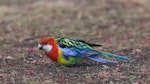 Eastern rosella | Kākā uhi whero. Moulting adult female feeding on ground. Melbourne, Victoria, Australia, January 2010. Image © Sonja Ross by Sonja Ross.