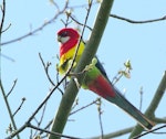 Eastern rosella | Kākā uhi whero. Adult. Palmerston North, October 2010. Image © Alex Scott by Alex Scott.