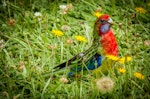 Eastern rosella | Kākā uhi whero. Fledgling. Crofton Downs, Wellington, March 2016. Image © Rodger Sparks by Rodger Sparks.