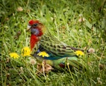 Eastern rosella | Kākā uhi whero. Fledgling. Crofton Downs, Wellington, March 2016. Image © Rodger Sparks by Rodger Sparks.