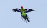 Eastern rosella | Kākā uhi whero. Dorsal view of adult in flight. Wanganui, September 2011. Image © Ormond Torr by Ormond Torr.