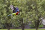 Eastern rosella | Kākā uhi whero. Ventral view in flight. Tauranga, October 2011. Image © Raewyn Adams by Raewyn Adams.