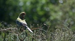 Eastern rosella | Kākā uhi whero. Juvenile . Karori Sanctuary / Zealandia, February 2016. Image © George Curzon-Hobson by George Curzon-Hobson.