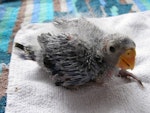 Eastern rosella | Kākā uhi whero. Chick c. 18 days old. Rothesay Bay, Auckland, December 2008. Image © Josie Galbraith by Josie Galbraith.