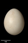 Eastern rosella | Kākā uhi whero. Egg 28.6 x 22.3 mm (NMNZ OR.026128). Image © Te Papa by Jean-Claude Stahl.