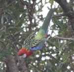 Eastern rosella | Kākā uhi whero. Subadult taking off; green patch visible on head. Lower Hutt, November 2015. Image © Robert Hanbury-Sparrow by Robert Hanbury-Sparrow.