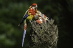 Eastern rosella | Kākā uhi whero. Adult female feeding chicks in nest. Karori Sanctuary / Zealandia, February 2014. Image © Toya Heatley by Toya Heatley.