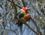 Eastern rosella | Kākā uhi whero. Adult pair mating. Kambah, Canberra, Australian Capital Territory, October 2015. Image © Glenn Pure 2015 birdlifephotography.org.au by Glenn Pure.