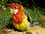 Eastern rosella | Kākā uhi whero. Chick c. 28 days old (pre-fledging). Birkenhead, Auckland, December 2008. Image © Josie Galbraith by Josie Galbraith.