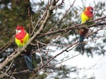 Eastern rosella | Kākā uhi whero. Perching adult pair (male on left). Birkenhead, Auckland, July 2011. Image © Josie Galbraith by Josie Galbraith.