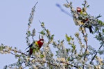 Eastern rosella | Kākā uhi whero. Pair feeding on flowers (male on left). Te Puke, September 2011. Image © Raewyn Adams by Raewyn Adams.