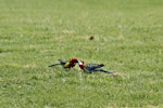 Eastern rosella | Kākā uhi whero. Courtship feeding (male on left). Tauranga, October 2011. Image © Raewyn Adams by Raewyn Adams.