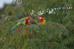 Eastern rosella | Kākā uhi whero. Pair feeding in treetop. North Shore Auckland, July 2009. Image © Peter Reese by Peter Reese.