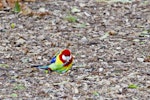 Eastern rosella | Kākā uhi whero. Male nibbling stick held in foot. Tauranga, September 2012. Image © Raewyn Adams by Raewyn Adams.