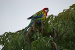 Eastern rosella | Kākā uhi whero. Adult male in treetop. Cockle Bay, Auckland. Image © Noel Knight by Noel Knight.