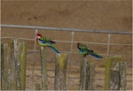 Eastern rosella | Kākā uhi whero. Two adult males perched on posts. Ponui Island, February 2013. Image © Colin Miskelly by Colin Miskelly.