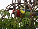 Eastern rosella | Kākā uhi whero. Adult extracting seeds from emerald tree's long seed pods. Mission Heights garden, Auckland, April 2016. Image © Marie-Louise Myburgh by Marie-Louise Myburgh.