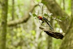 Eastern rosella | Kākā uhi whero. Adult perched on branch. Smith's Bush, Auckland, January 2011. Image © Eugene Polkan by Eugene Polkan.