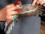 Eastern rosella | Kākā uhi whero. First year juvenile showing prominent wingbar on underwing. Birkenhead, Auckland, October 2009. Image © Josie Galbraith by Josie Galbraith.