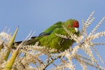 Red-crowned parakeet | Kākāriki. Adult eating cabbage tree flowers. Tiritiri Matangi Island, November 2007. Image © Neil Fitzgerald by Neil Fitzgerald.