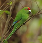 Red-crowned parakeet | Kākāriki. Adult feeding. Ulva Island, March 2023. Image © Glenn Pure by Glenn Pure.