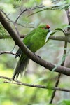 Red-crowned parakeet | Kākāriki. Adult female. Ulva Island, April 2023. Image © Rob Lynch by Rob Lynch.