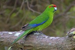 Red-crowned parakeet | Kākāriki. Adult on branch. Great Barrier Island, December 2015. Image © Oscar Thomas by Oscar Thomas.