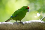 Red-crowned parakeet | Kākāriki. Adult. Tiritiri Matangi Island, February 2014. Image © Laurie Ross by Laurie Ross.