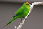 Red-crowned parakeet | Kākāriki. Perched adult. Kapiti Island, November 2015. Image © Paul Le Roy by Paul Le Roy.