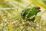 Red-crowned parakeet | Kākāriki. Adult feeding on cabbage tree fruit. Tiritiri Matangi Island, February 2014. Image © Laurie Ross by Laurie Ross.