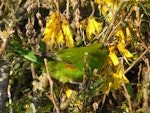 Red-crowned parakeet | Kākāriki. Adult feeding on kowhai. Matiu/Somes Island, Wellington Harbour, October 2010. Image © Alan Tennyson by Alan Tennyson.