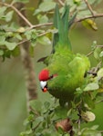 Red-crowned parakeet | Kākāriki. Adult feeding on stinkwood fruit. Ulva Island, March 2023. Image © Glenn Pure by Glenn Pure.