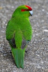 Red-crowned parakeet | Kākāriki. Adult, dorsal view showing wing and tail feathers. Kapiti Island, November 2015. Image © Paul Le Roy by Paul Le Roy.