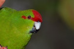 Red-crowned parakeet | Kākāriki. Adult head captive. Christchurch, August 2007. Image © Peter Reese by Peter Reese.