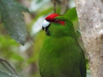 Red-crowned parakeet | Kākāriki. Adult. Ulva Island, Stewart Island, October 2015. Image © Daniel Cocker by Daniel Cocker.