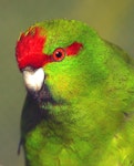 Red-crowned parakeet | Kākāriki. Close view of adult in captivity. Wanganui, October 2009. Image © Ormond Torr by Ormond Torr.