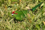 Red-crowned parakeet | Kākāriki. Adult. Enderby Island, Auckland Islands, December 2005. Image © Andrew Maloney by Andrew Maloney.