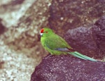 Red-crowned parakeet | Kākāriki. Kermadec Island red-crowned parakeet. Macauley Island, Kermadec Islands, May 1982. Image © Colin Miskelly by Colin Miskelly.