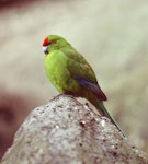 Red-crowned parakeet | Kākāriki. Kermadec Island red-crowned parakeet. Macauley Island, Kermadec Islands, May 1982. Image © Colin Miskelly by Colin Miskelly.