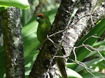 Red-crowned parakeet | Kākāriki. Adult Kermadec parakeet. Raoul Island, Kermadec Islands, April 2008. Image © Steffi Ismar by Steffi Ismar.