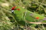 Red-crowned parakeet | Kākāriki. Adult. Enderby Island, Auckland Islands, December 2006. Image © Andrew Maloney by Andrew Maloney.