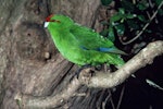 Red-crowned parakeet | Kākāriki. Adult Chatham Island red-crowned parakeet. Rangatira Island, Chatham Islands, November 1981. Image © Department of Conservation (image ref: 10033802) by Dave Crouchley, Department of Conservation.