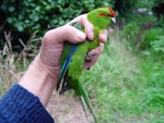 Red-crowned parakeet | Kākāriki. Chatham Island red-crowned parakeet in hand. Rangatira Island, February 2009. Image © Graeme Taylor by Graeme Taylor.