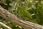 Red-crowned parakeet | Kākāriki. Chatham Island subspecies adult. Rangatira Island, Chatham Islands, January 2011. Image © Art Polkanov by Art Polkanov.