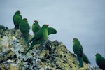 Red-crowned parakeet | Kākāriki. Kermadec subspecies. Macauley Island, Kermadec Islands, September 1988. Image © Alan Tennyson by Alan Tennyson.