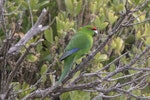 Red-crowned parakeet | Kākāriki. Adult Chatham Island red-cowned parakeet. Rangatira Island, Chatham Islands, October 2020. Image © James Russell by James Russell.