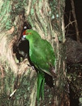 Red-crowned parakeet | Kākāriki. Adult Chatham Island red-crowned parakeet at nest entrance. Chatham Islands. Image © Department of Conservation (image ref: 10042091) by Dick Veitch, Department of Conservation.